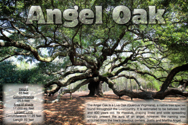 Angel Oak postcard